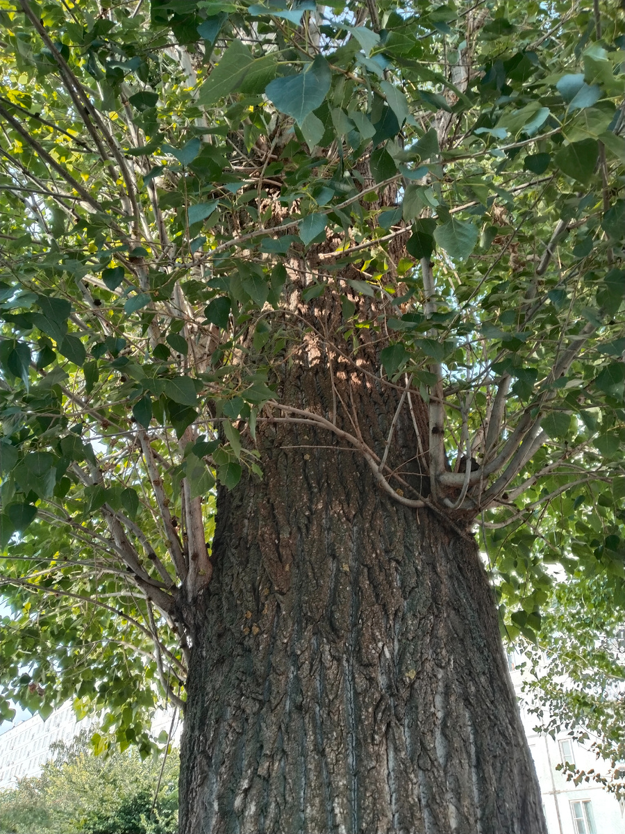 Огромный старый тополь