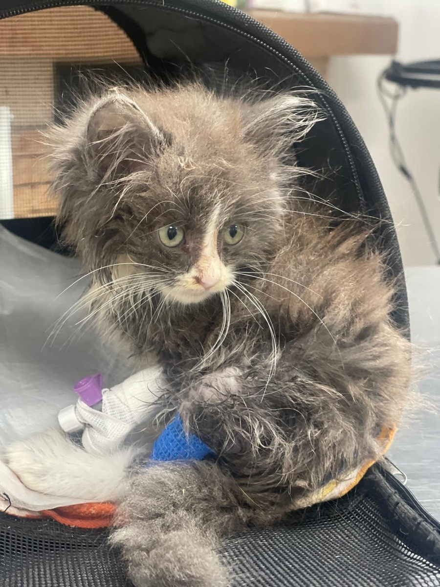 Плюша в ветклинике