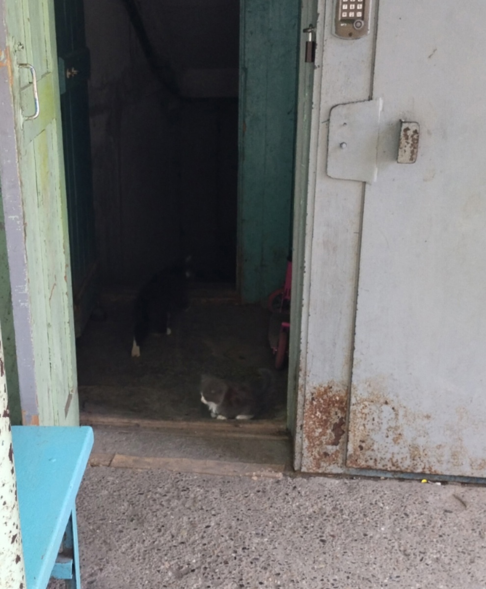 Плюша у подвала многоэтажного дома