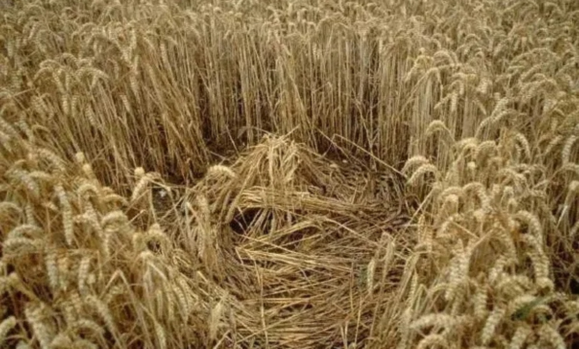 Такие заломы в полях народ старался обходить стороной