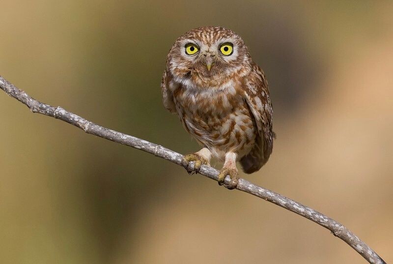 Фотография взята из открытых источников