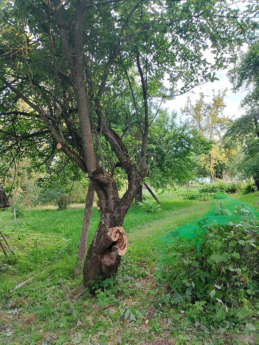 Вот она, антоновка