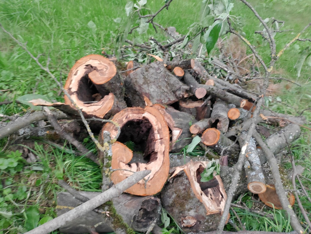 Ох и крепкая древесина у яблони!.. Пока распиливал "останки", успел цепь на пиле растянуть.