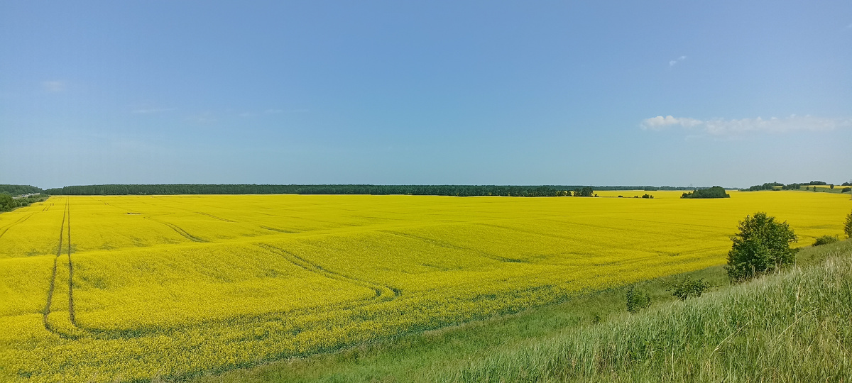 Наш Алтай в июле