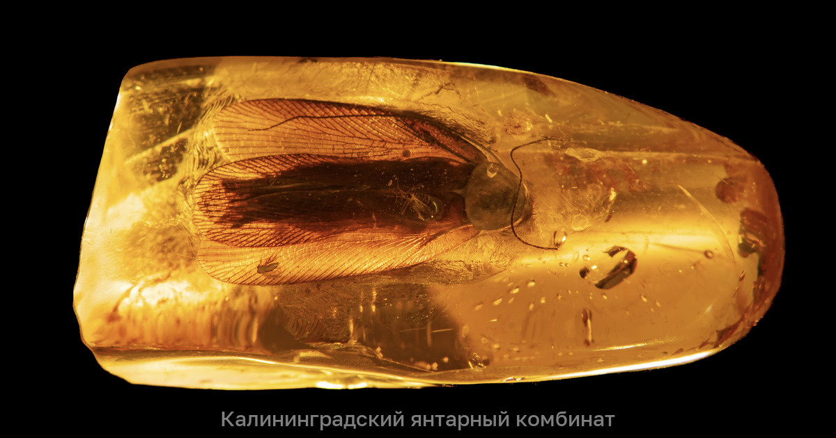 Фото: ambercombine.ru