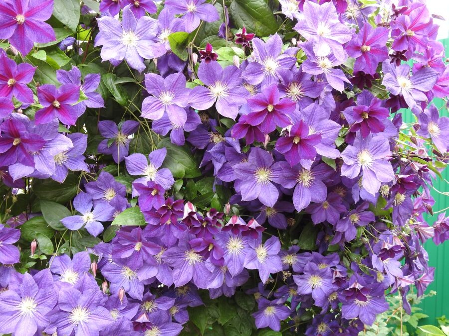 Клематису дождливое лето на пользу - цветёт буйно