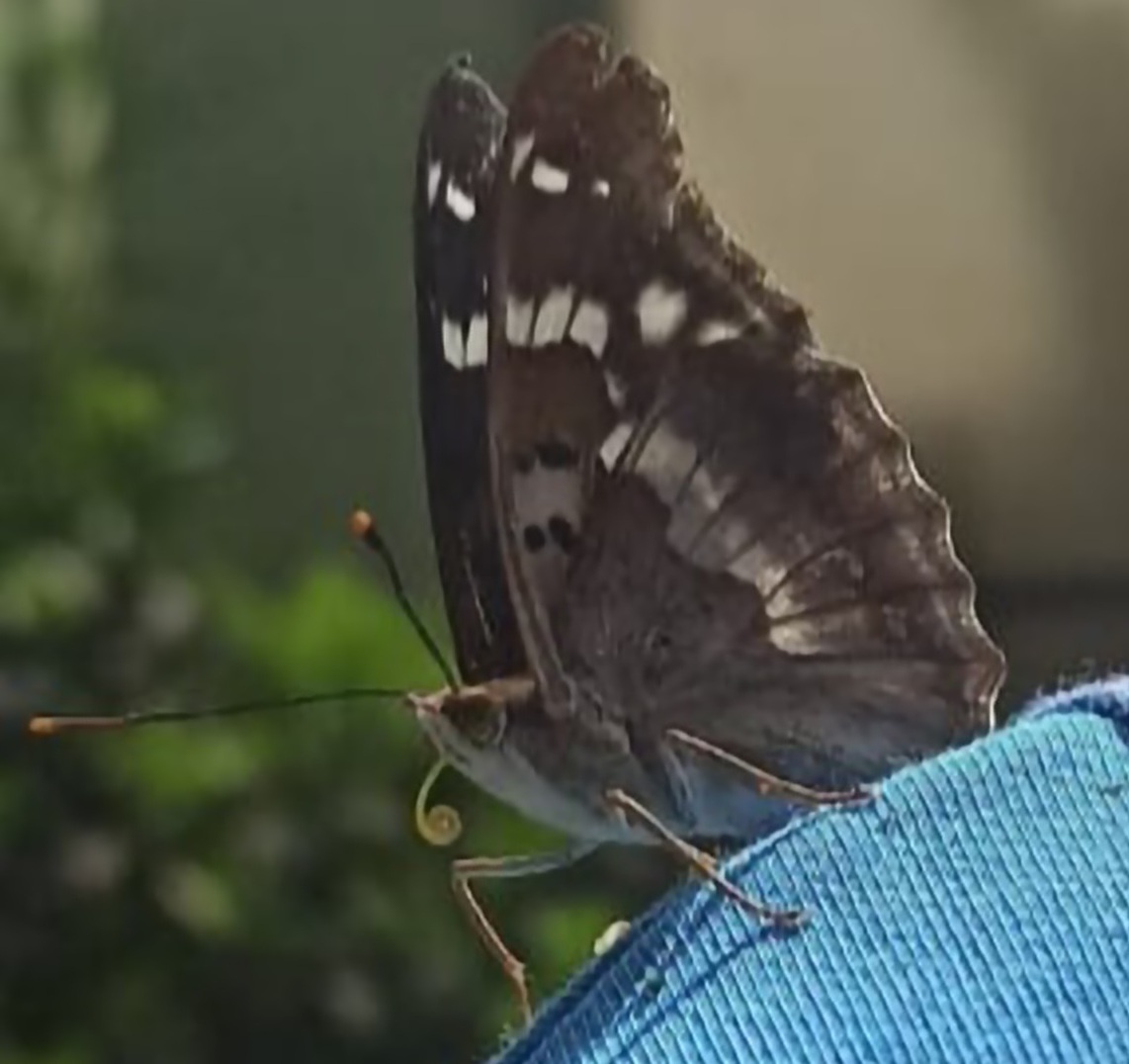 Фотографировать этих бабочек непросто: они очень подвижны и быстро реагируют на приближение