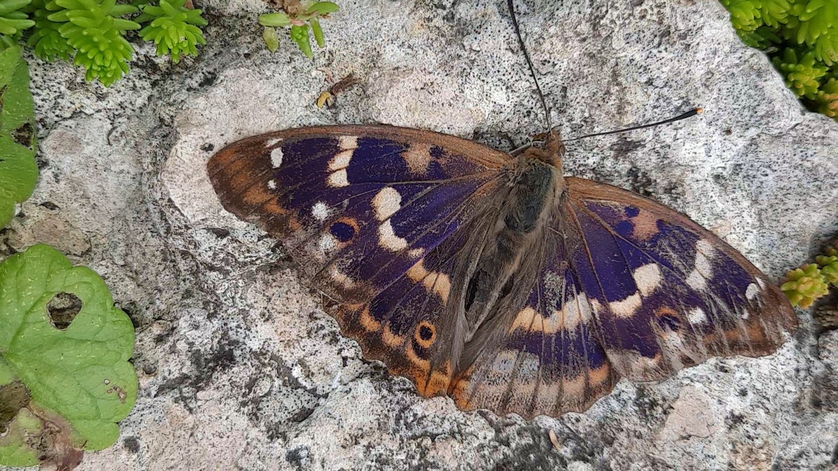 Фото автора, июль 2024 г.