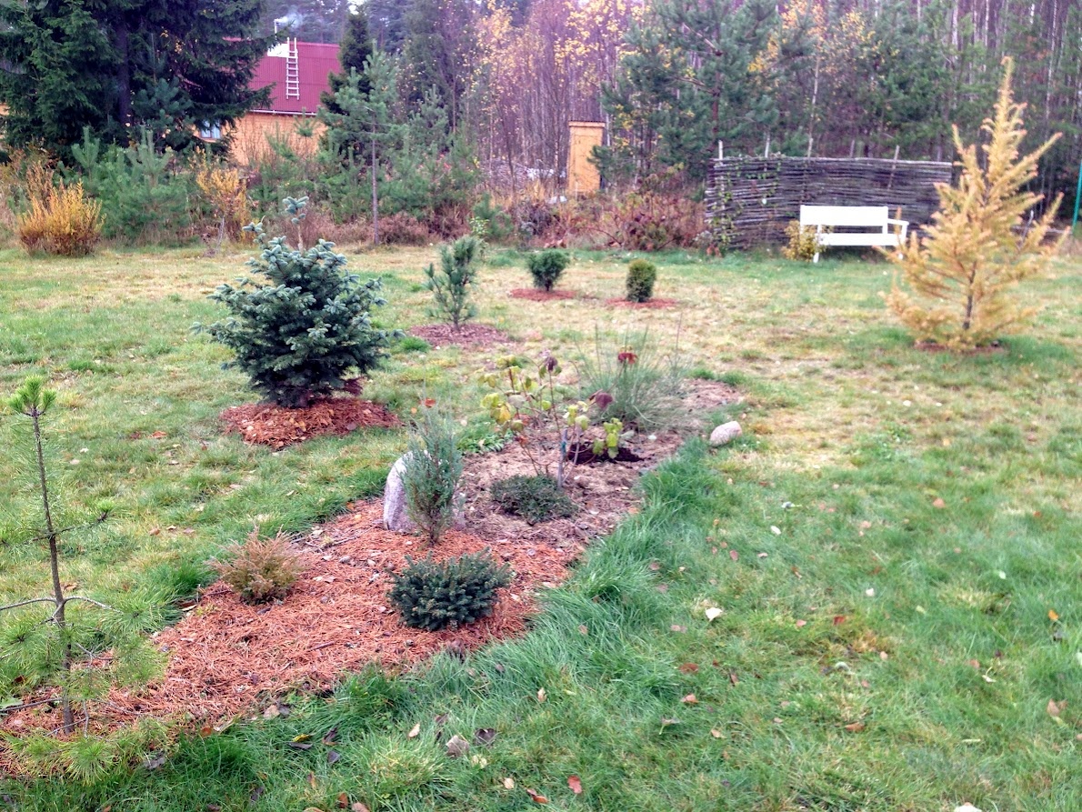 2015  Picea pungens f. glauca