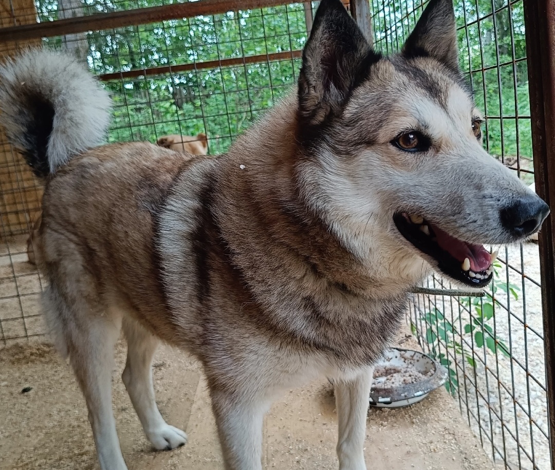 Красавица Лиса