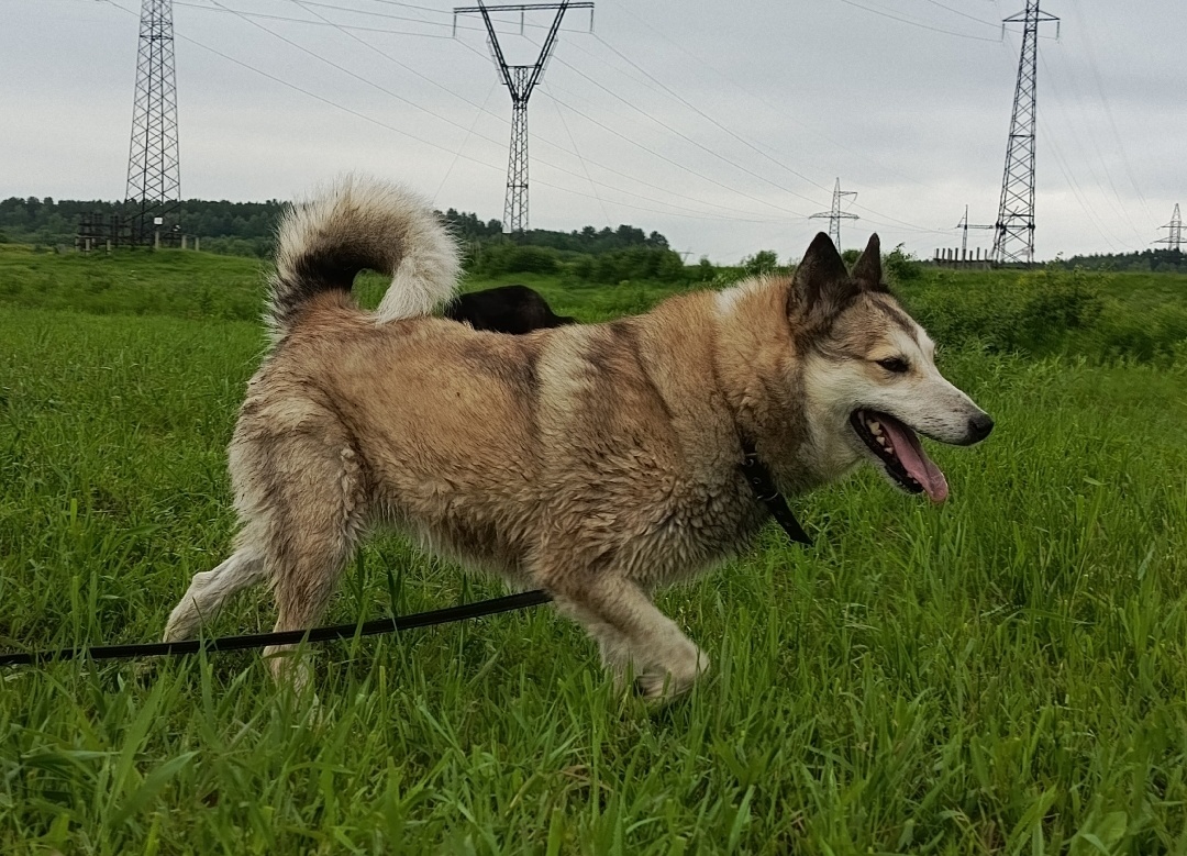 Может быть второй и третьей собакой в семье