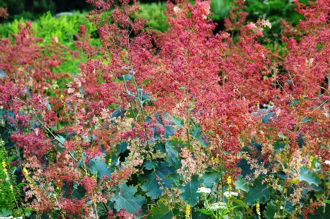 Фото из свободного доступа