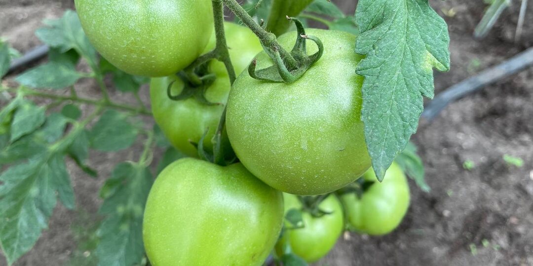 Моя подсказка: цветки томатов перестанут сохнуть и будут завязываться, несмотря на жару