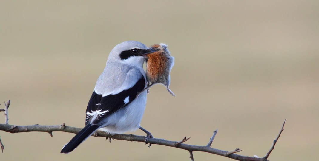 Сорокопуты - мясники и энтомологи птичьего мира