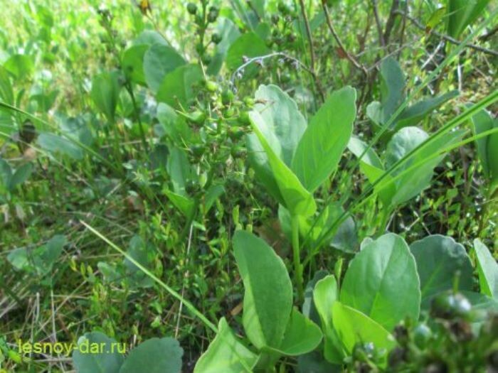 Вахта трёхлистная (фото с блога "Лесная кладовая") 