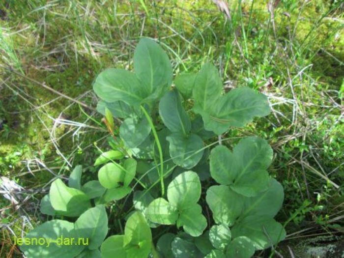 Листья вахты трёхлистной (фото с блога "Лесная кладовая")