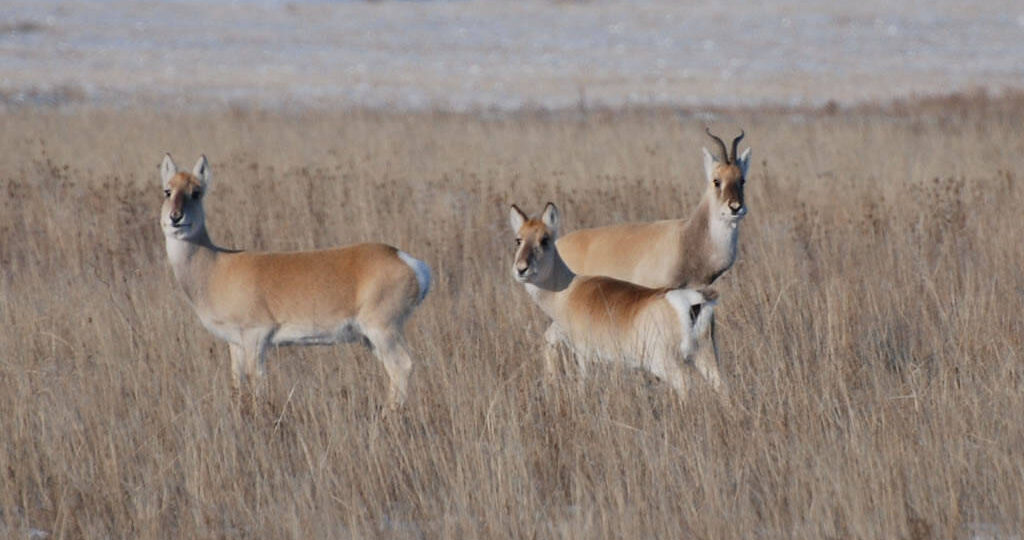 Настоящая загадка северных степей