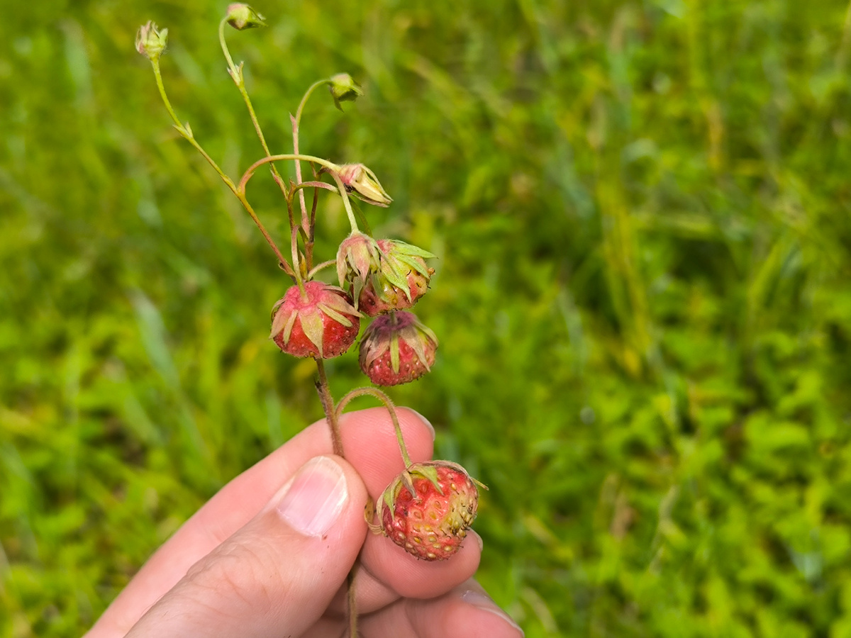 Полевая клубника (земляника зелёная)