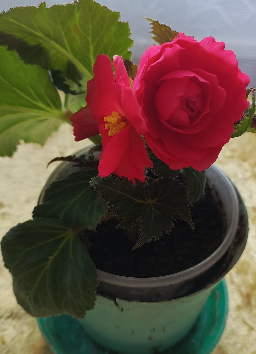 Распустилась бегония, которую купила в Светофоре.