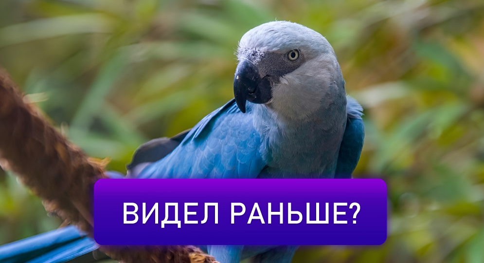 12 самых редких пород попугаев, о которых вы не слышали ✨ Часть 1 🦜
