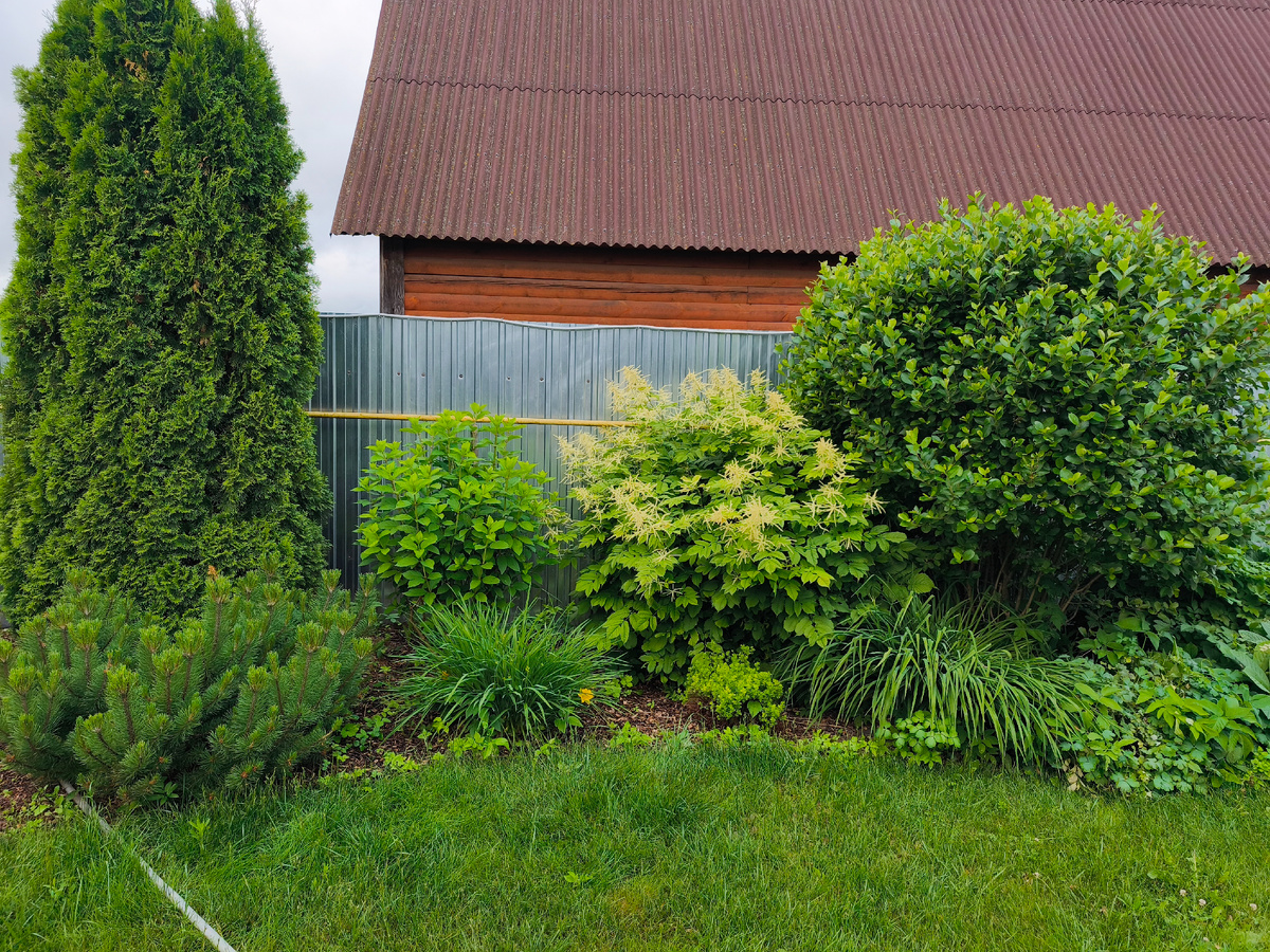 Волжанка двудомная 