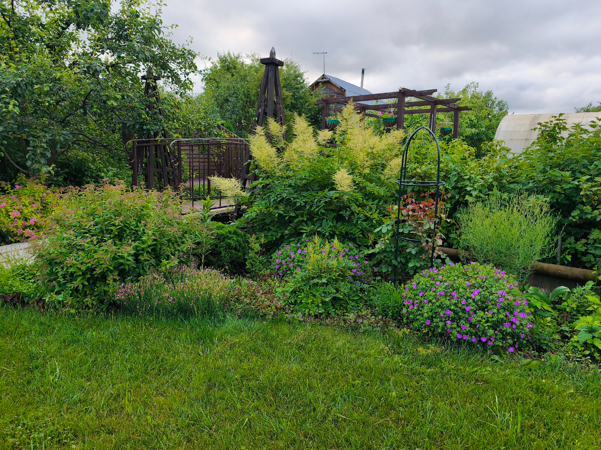 Волжанка азиатская 