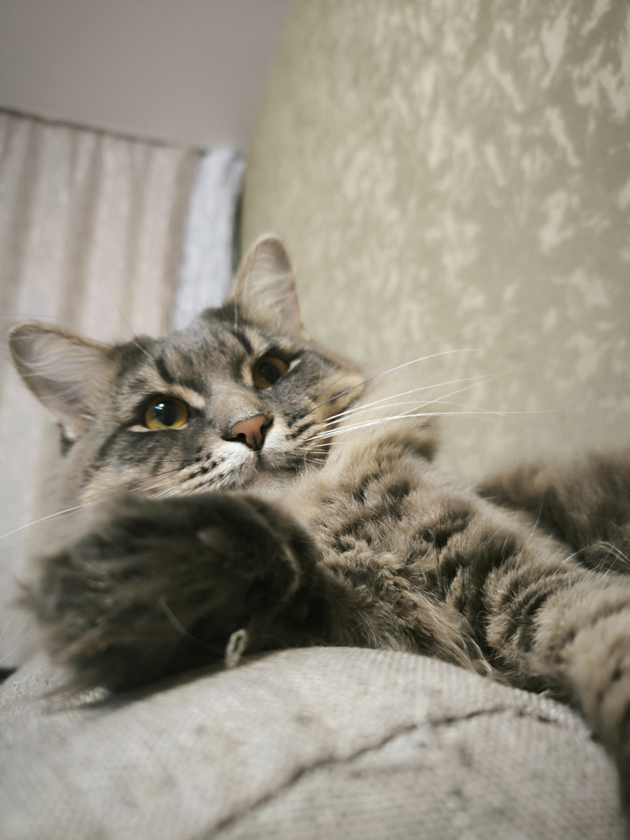 Все фотографии авторские. Баська уже скачет вовсю, и лапки его больше не беспокоят...) 