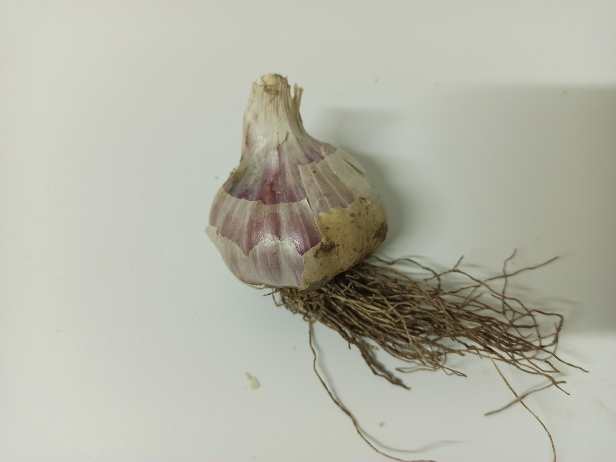 Чеснок тоже свой уже