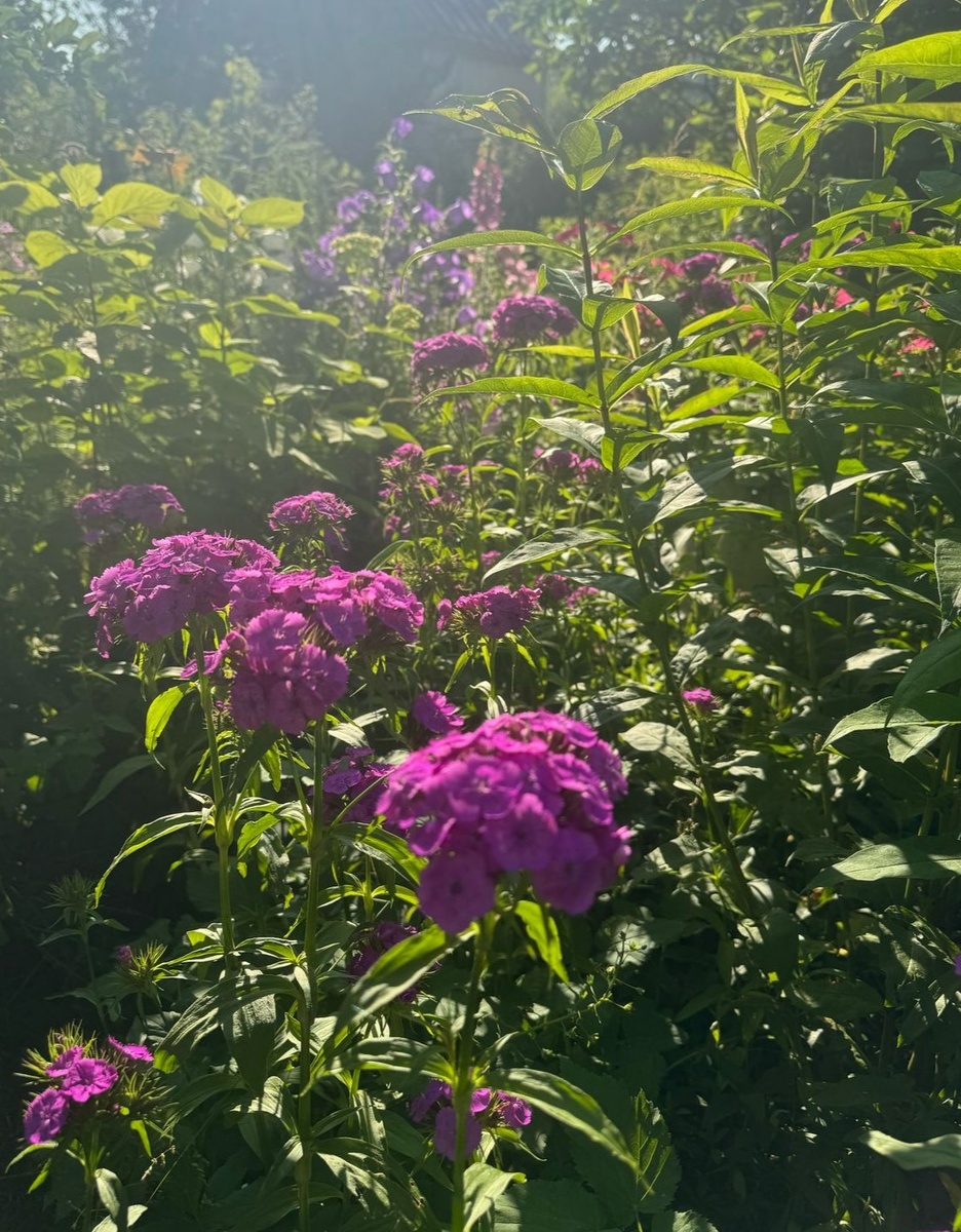 Турецкая гвоздика