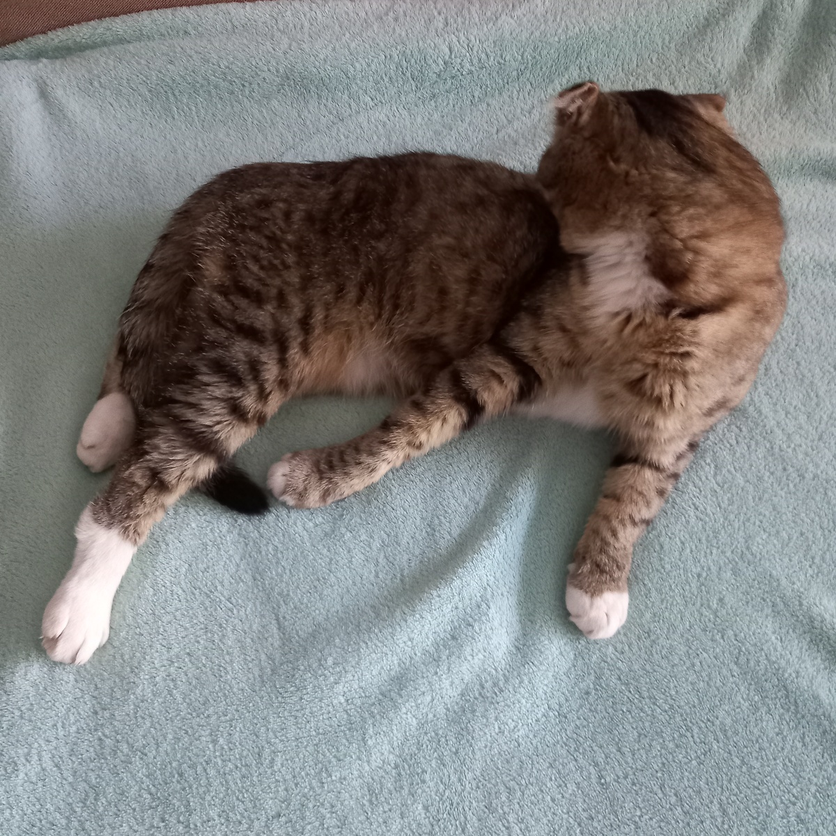 Чистюля наш