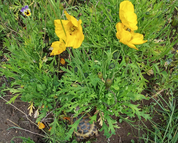 Наша гостья, позировать не любит