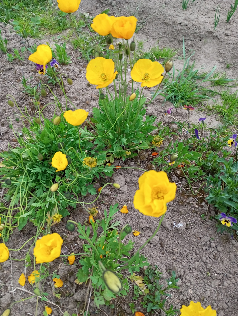 Мак голостебельчатый