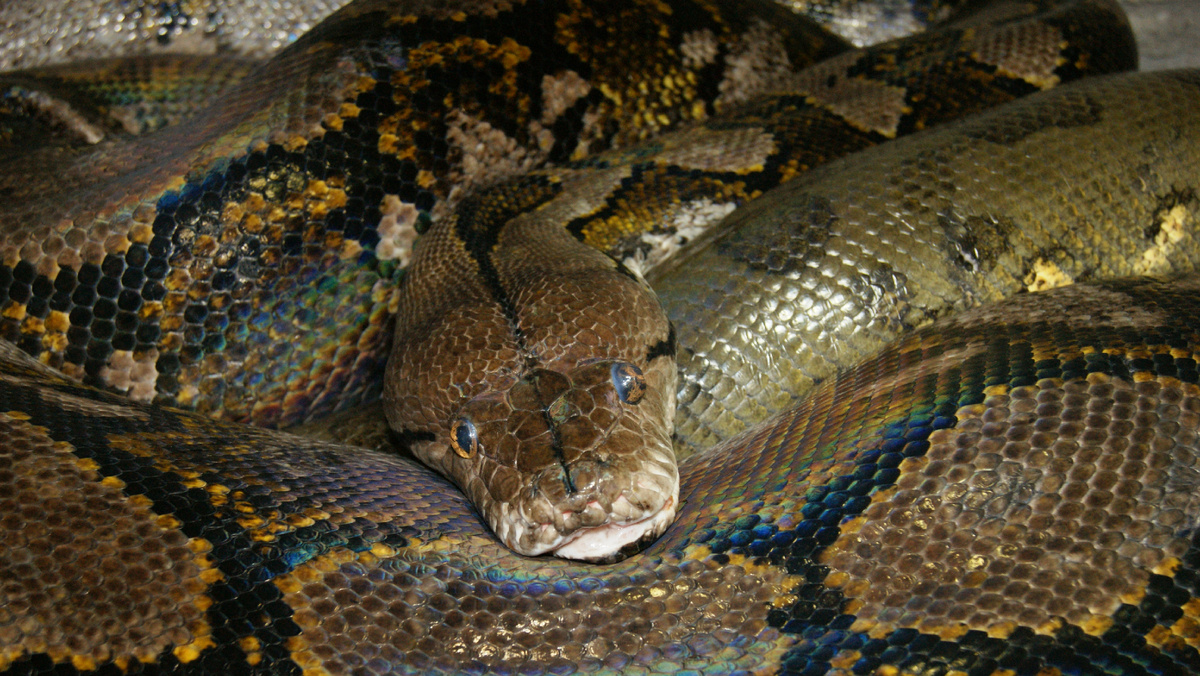 Люсьенчик. О нем будет отдельная история и не одна.