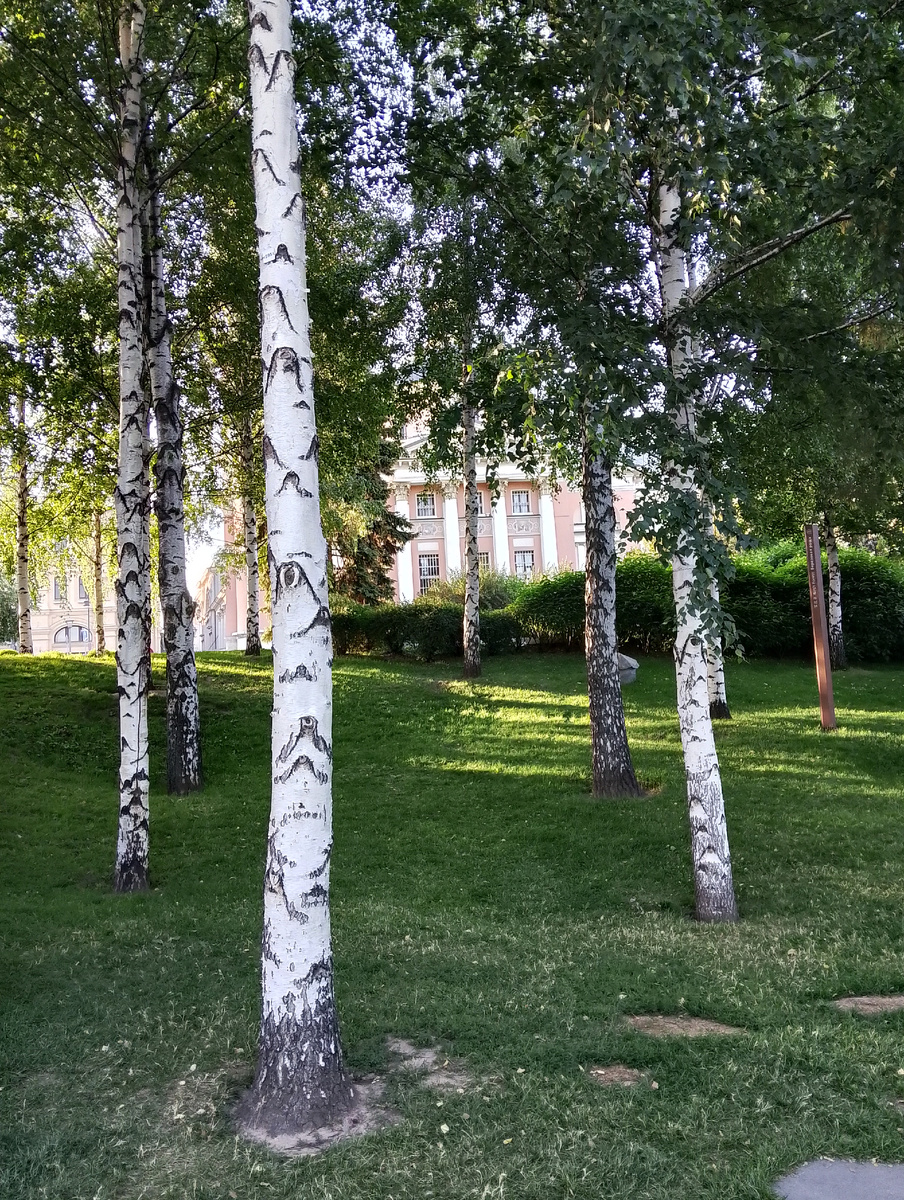 Столбчатые березки в парке, фото автора