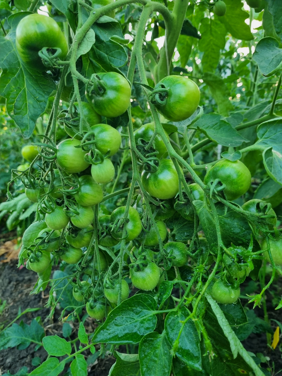 Например, вот. Сорт "Злые маслины". Мои красавицы мультифлорные кисти