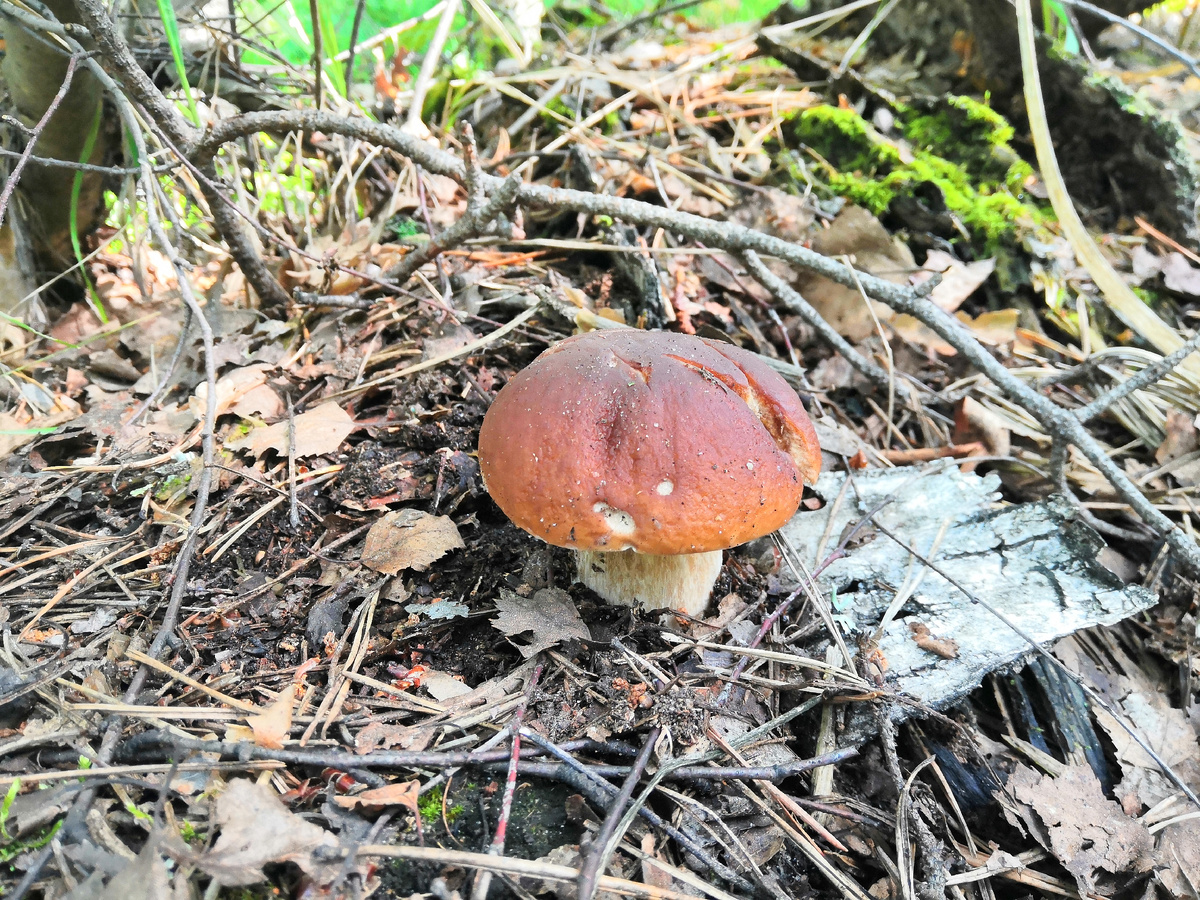 Первые белые грибы обычно растут около лесных дорог