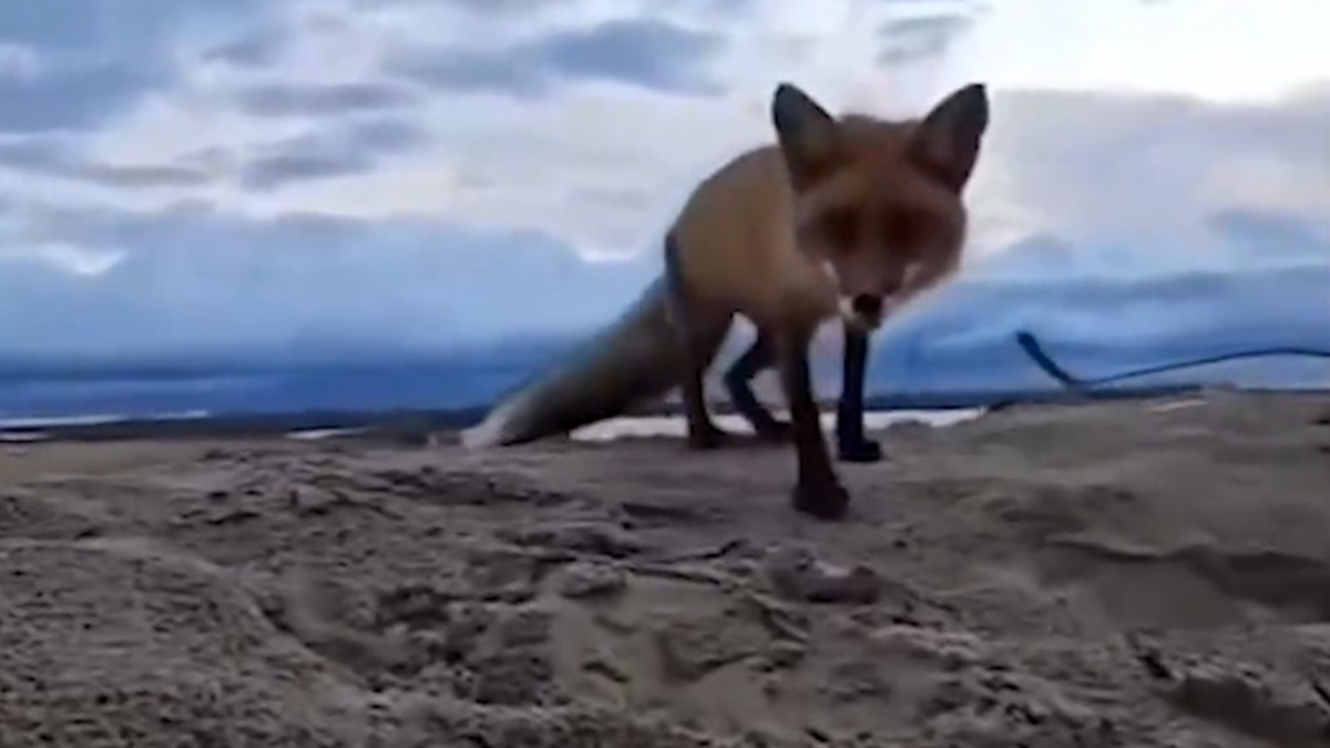    Фото: Скриншот видео / Shot / Telegram