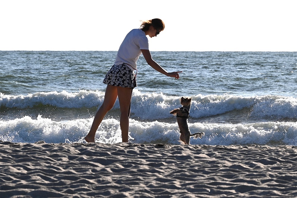    С 1 сентября 2025 года посетителям пляжей предлагается запретить приводить с собой домашних животных. / РИА Новости