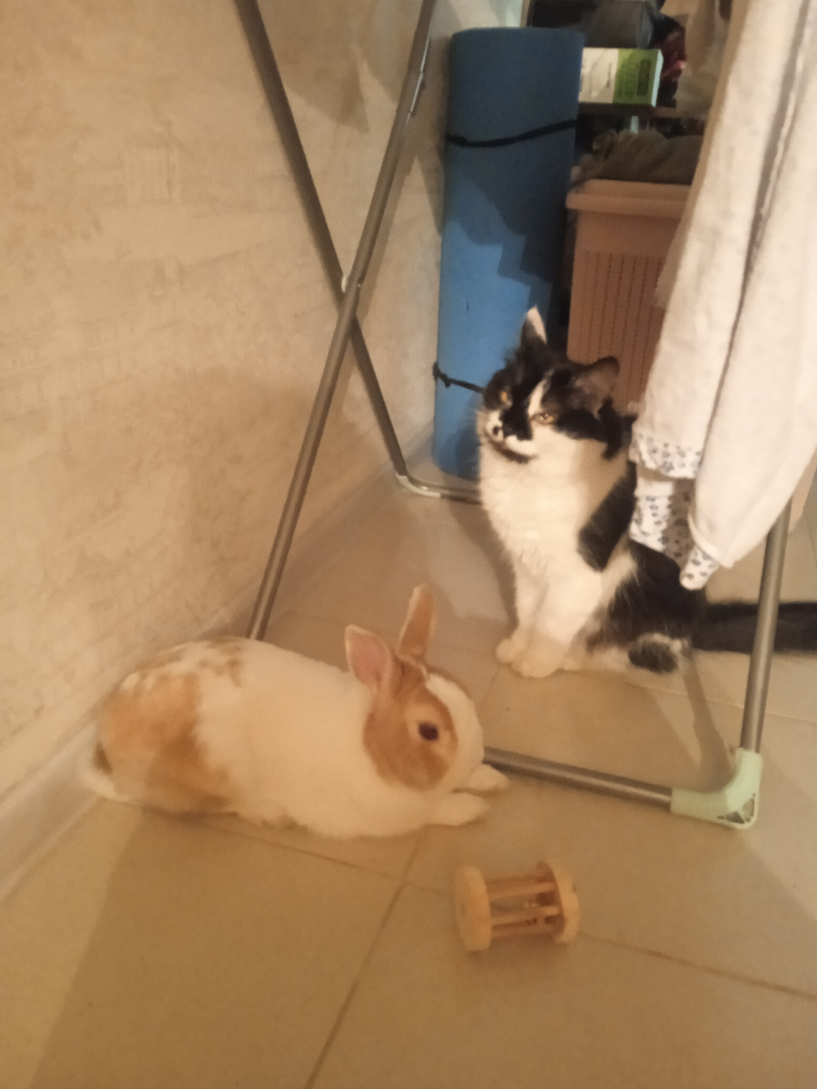 Ну и где они эти ваши черти? Мы с Блинчиком весь дом перевернули, нет их нигде! 