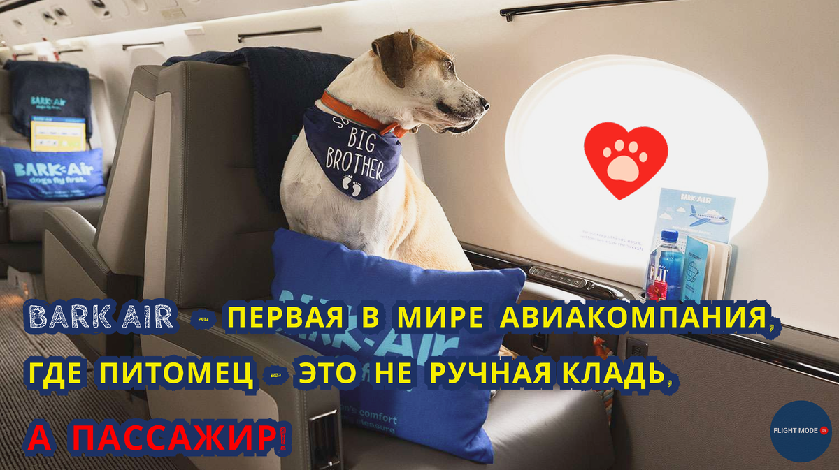 #Bark Air#dog-friendly air company