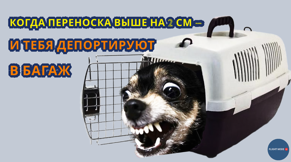 #переноскадлясобаки#любимцывполете#s7животные