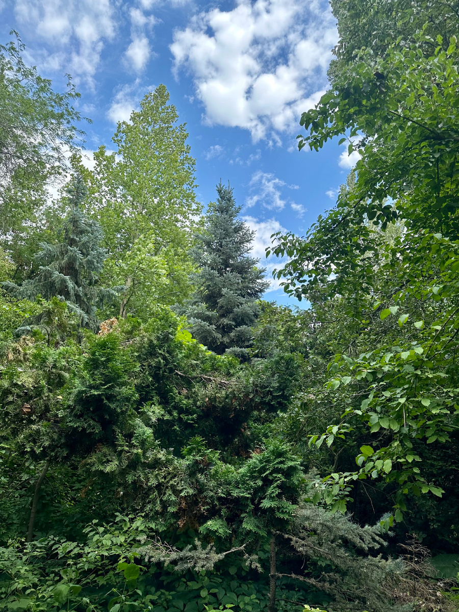 Зеленая крона деревьев. Фото автора 