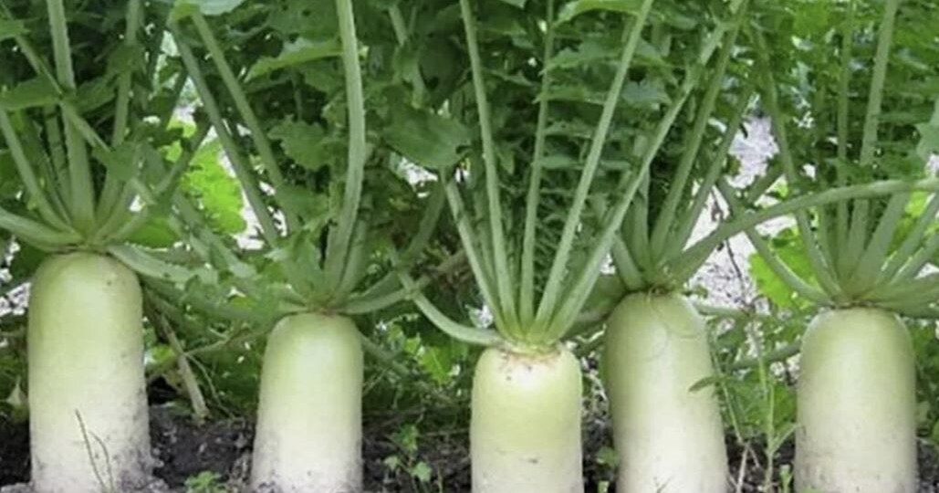 Посев редьки и дайкона для зимнего хранения: сроки, сорта и секреты сочных корнеплодов