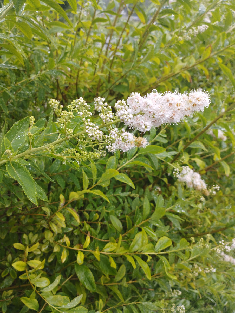 Но у природы нет плохой погоды. Цветочки ловят дождевые капли и выглядят ещё свежее.