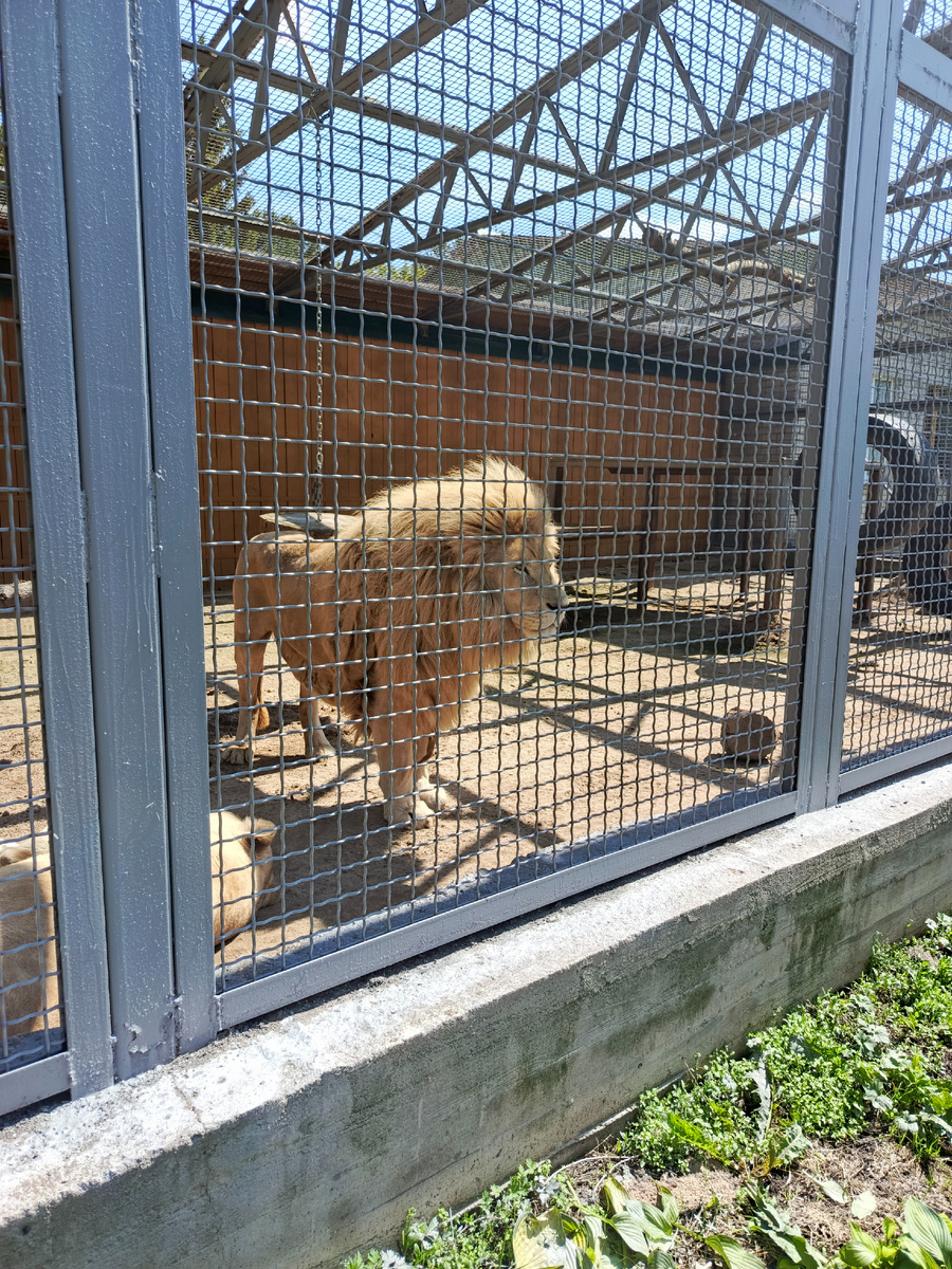 Белый африканский лев