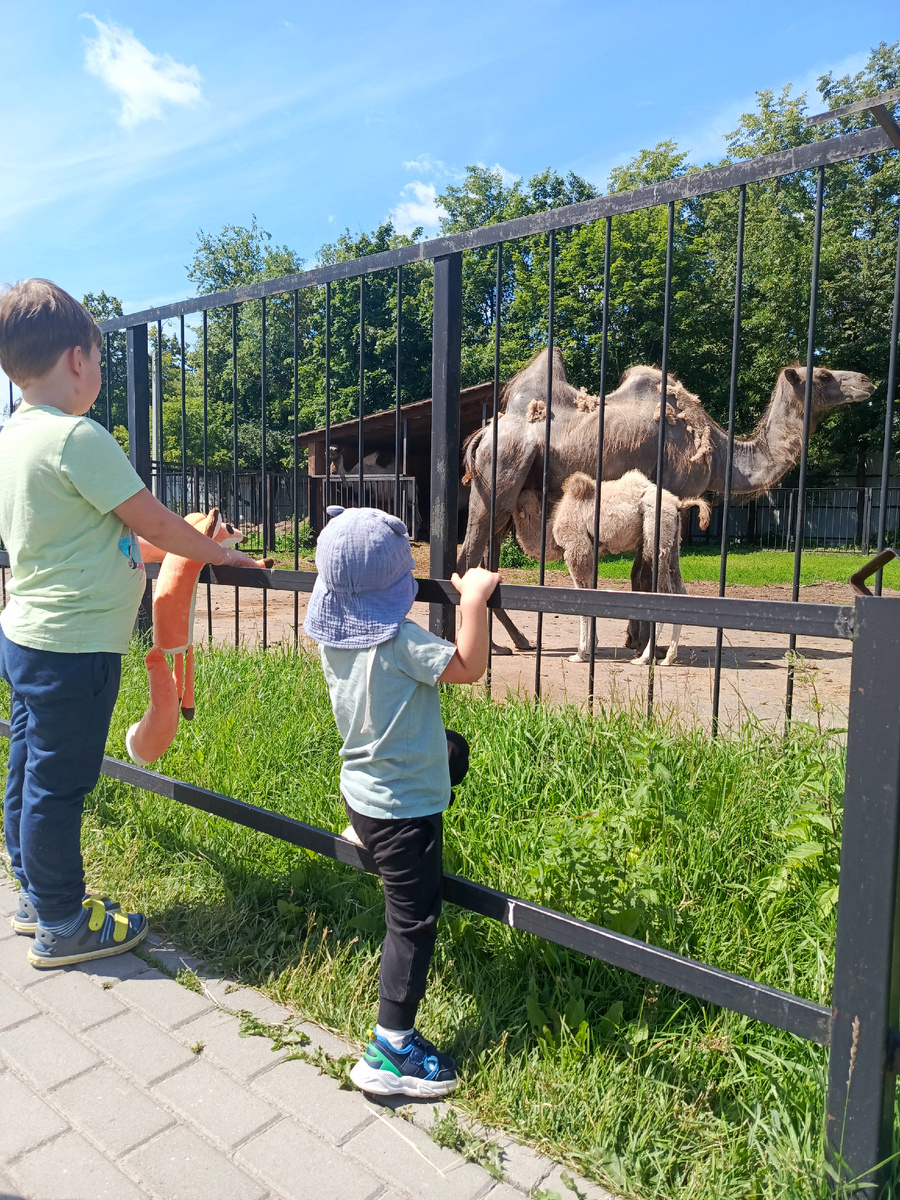 У многих животных появились детёныши 