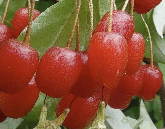 Редкие ягодные культуры для сада: необычные вкусы и польза