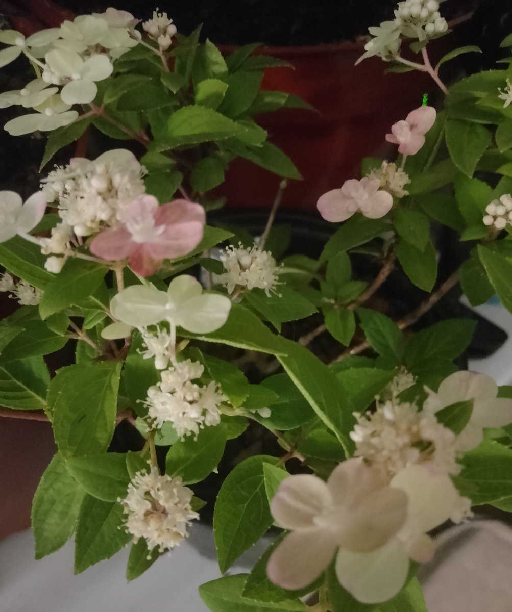 Моя гортензия цветёт