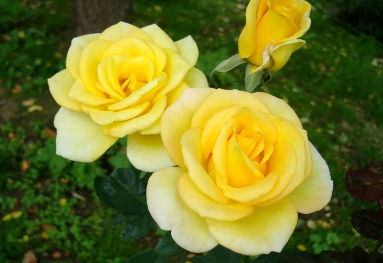 Размножение роз воздушными отводками: простой способ без черенкования