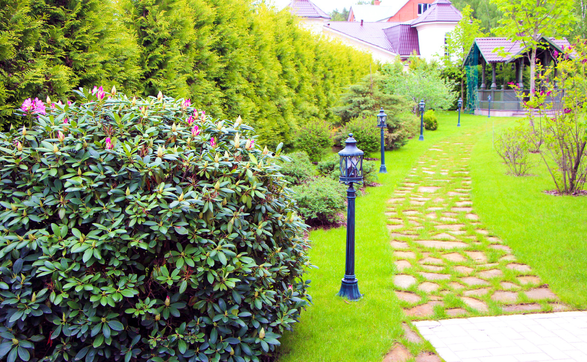 Вечнозеленый рододендрон